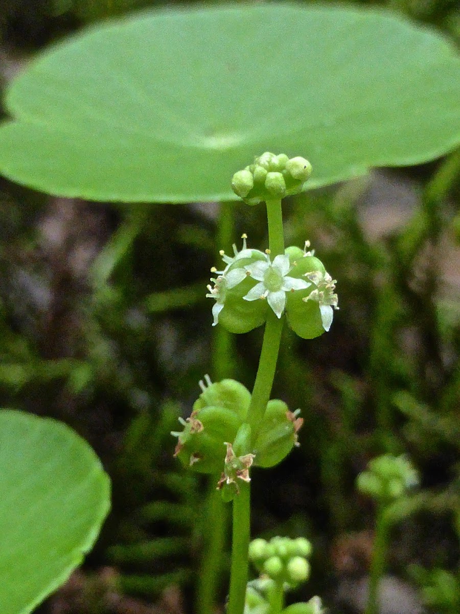 Whorled Pennywort