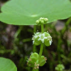 Whorled Pennywort