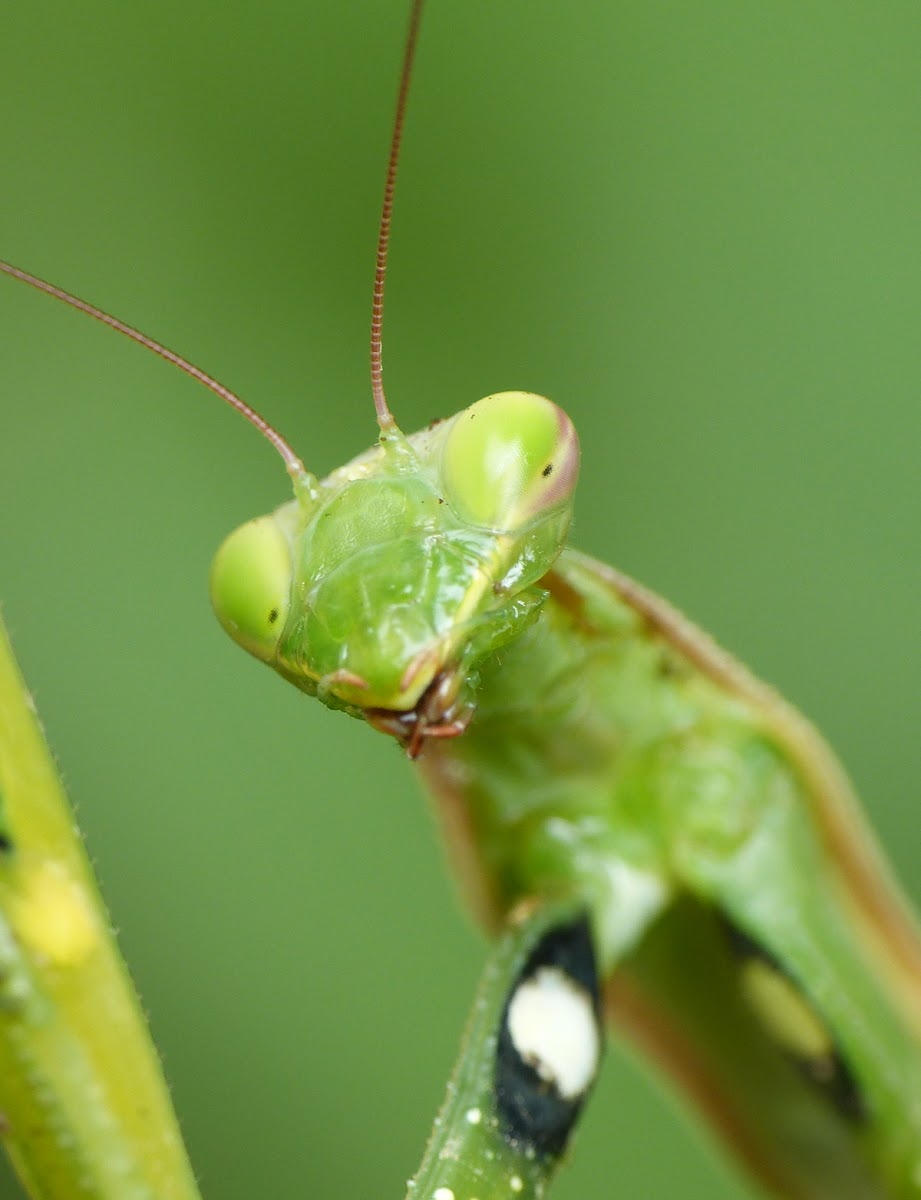 European Mantis