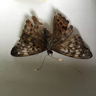 Hackberry Emperor