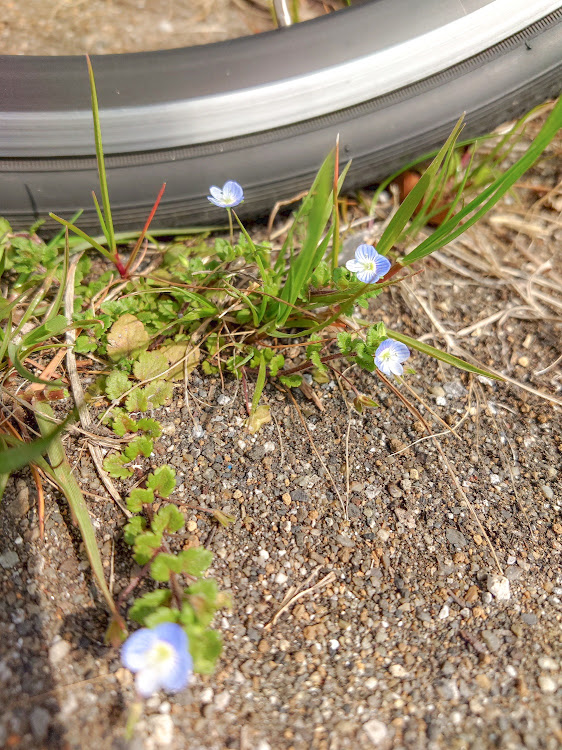 自転車の色々敵が多すぎ(´ー｀)・カス、そのものなのだ！！・カスやろうの独り言に関するカスタム事例の投稿画像5枚目