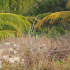 Blue-throated Bee-eater