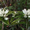 Pale Gentian