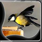 Birds Live Wallpapers  Icon