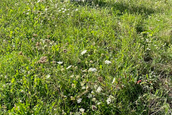 terrain à Lagny-sur-Marne (77)