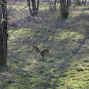 Roe deer