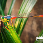 Orange tailed marsh dert