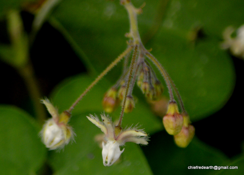 Trellis-vine