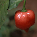 Habanero Pepper