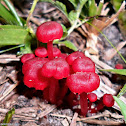 Hygrocybe sp.