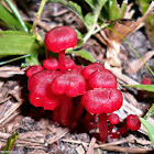 Hygrocybe sp.