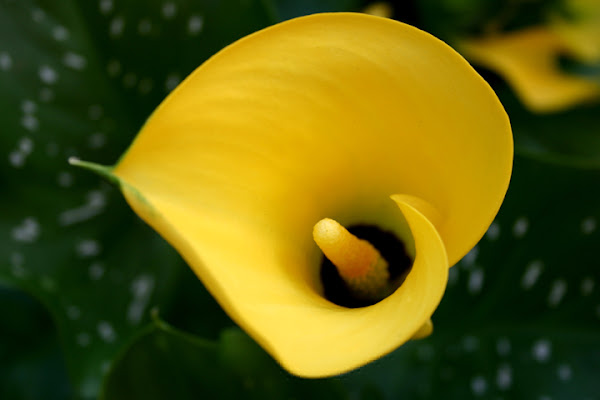 Calla di ermon