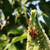 Milkweed Bugs