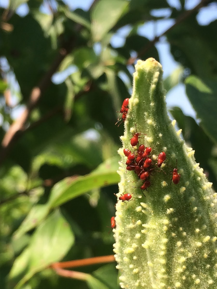 Milkweed Bugs