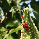 Milkweed Bugs