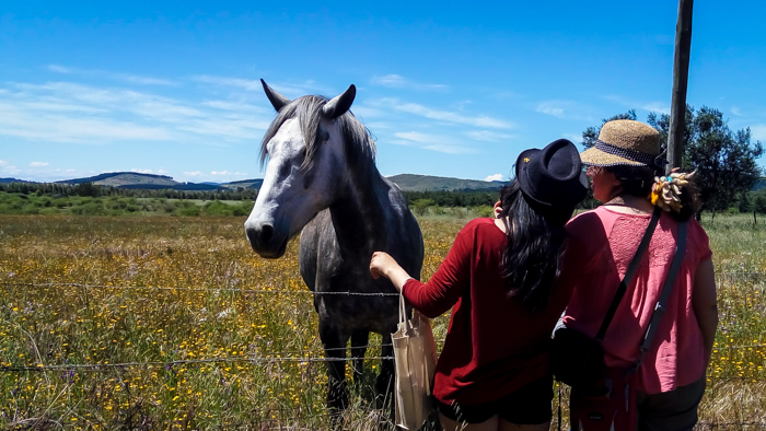 chilean people in a field near Cauquenes in Chile South america