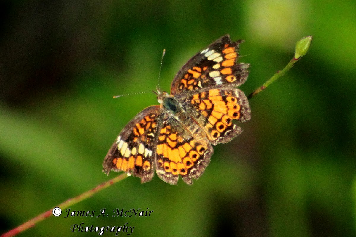 Phaon Crescent Butterfly