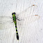 Eastern Pondhawk