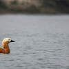 Ruddy Shelduck