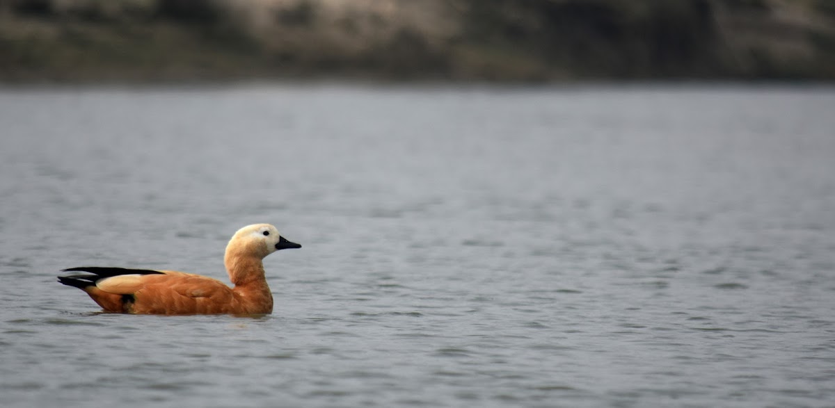 Ruddy Shelduck