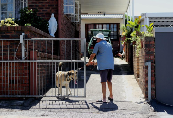 Rocky, 3, a German Shepherd, was reluctant to leave home for his rabies vaccination in Sydenham on Tuesday.