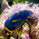 Flowerchafer