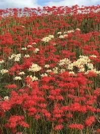 赤い彼岸花花言葉＆別名