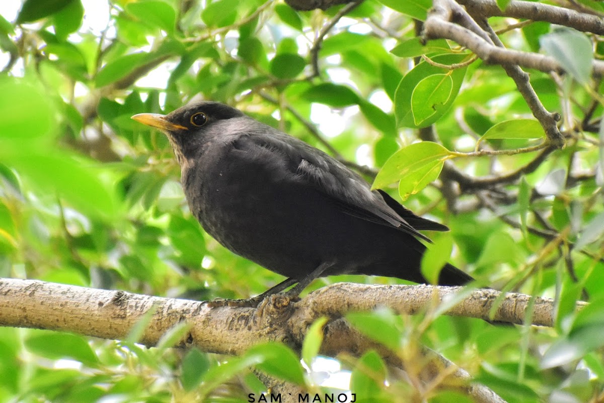 Chinese Blackbird