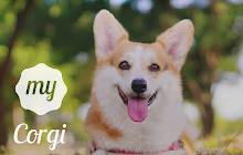 My Corgi – Cute Dog & Puppy HD Wallpapers small promo image