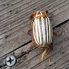 ten-lined June beetle