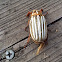 ten-lined June beetle