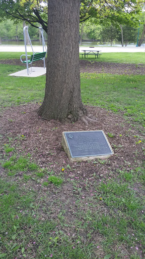 White Oak Tree