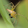 Lynx Spider