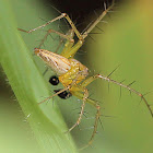 Lynx Spider