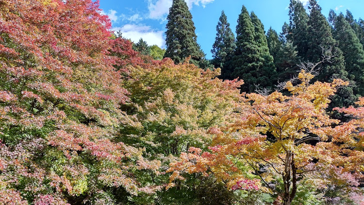 の投稿画像14枚目