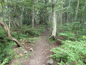 登山道と合流