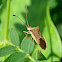 Horned Coreid Bug