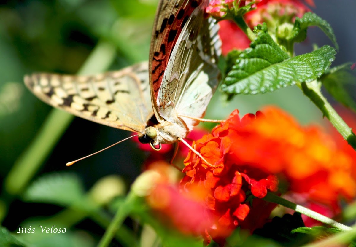 Cardinal Butterfly