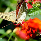 Cardinal Butterfly