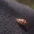 Cream-spotted Lady Beetle