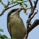 Mountain Shrike