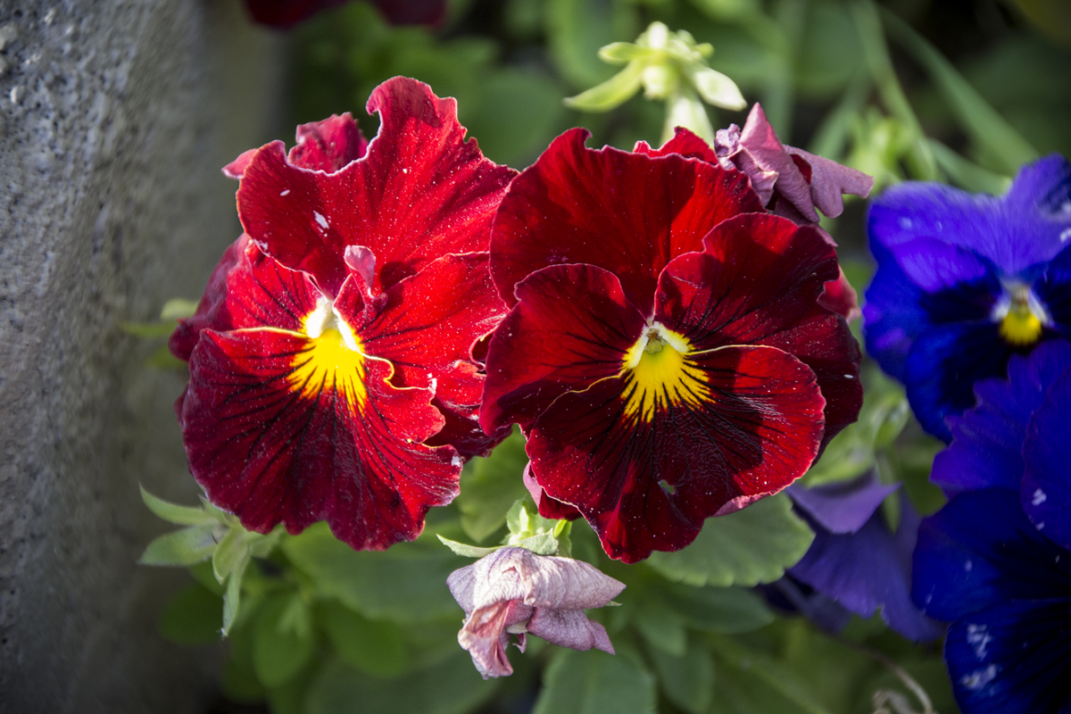 Garden Pansy