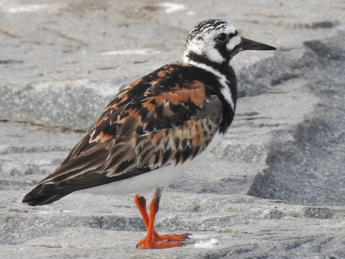 Ruddy Turnstone