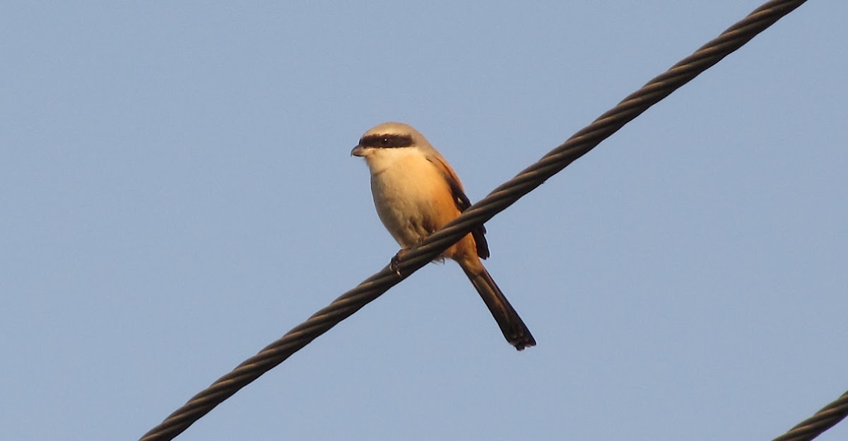 Long-tailed Shrike