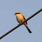 Long-tailed Shrike