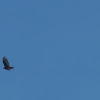 Turkey Vulture