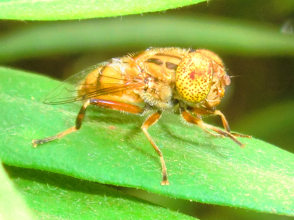 Spotty eye hoverfly