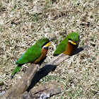 Cinnamon-chested Bee-eater