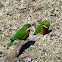 Cinnamon-chested Bee-eater