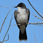 Eastern kingbird